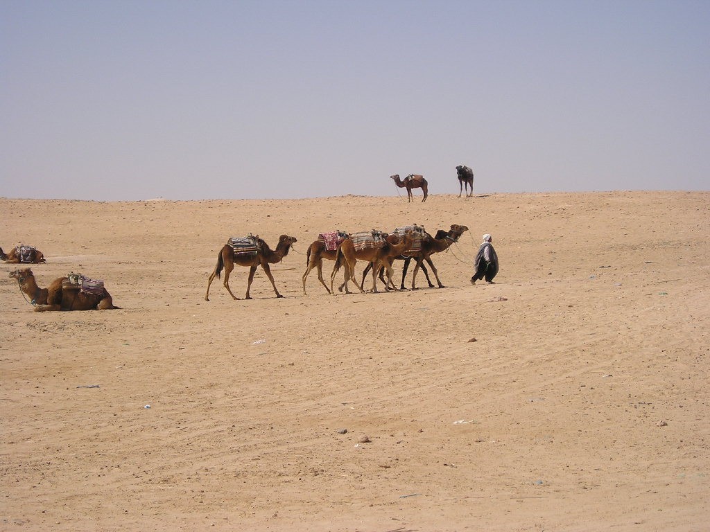 Camels in southern Tunisia